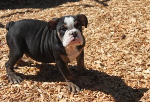 AKC English Bulldog puppy -3 months old (sacramento)