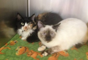 Sister Cats Available for Adoption! (santa rosa)
